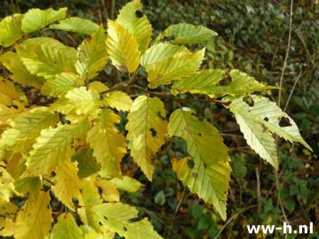 Carpinus betulus